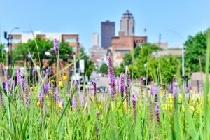 spring-flowers-with-urban-backdrop